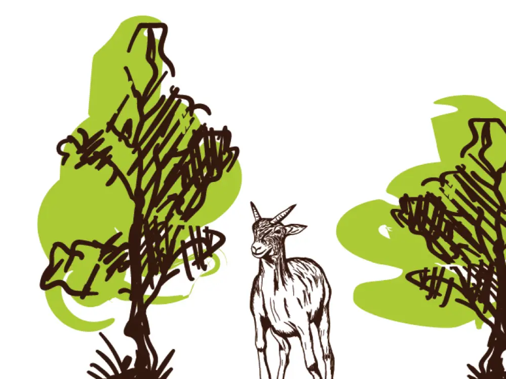 Chèvre de notre ferme dans le bocage vendéen